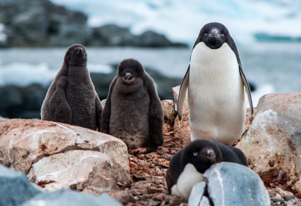 Adelie penguins of Antarctica are part of productive food webs (Principle #4) © Dr. Oscar Schofield.