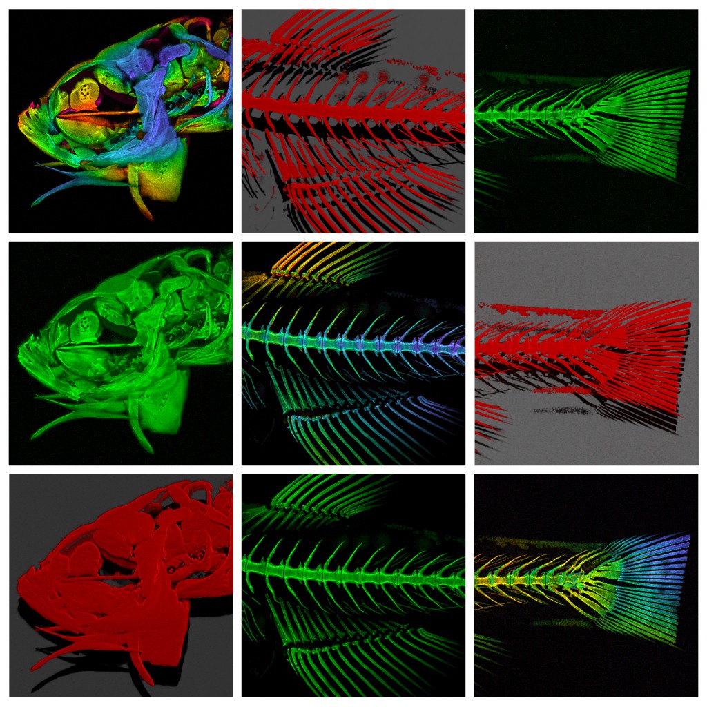 Confocal reconstructions of the head, thorax and tail regions of the Zebrafish (Danio rerio)