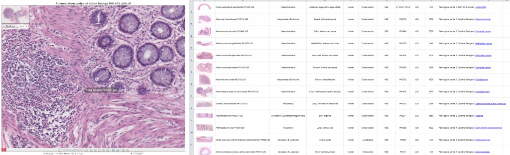 histology database & viewer