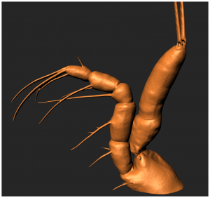 3D surface-rendered model of appendage (endopod of maxilliped) of Chinese mitten crab larva