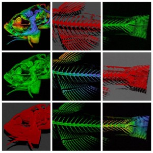 A mosaic image of a zebrafish using various image processing methods