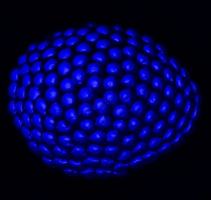 image of the compound eye of a common fly