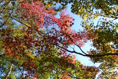 Kyoto - Autumn Leaves
