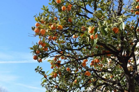 Oranges growing on trees