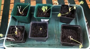 oca plantlets potted up on arrival - all in poor health after being posted during a heat wave weekend 11/05/20