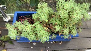 oca growing outdoors 18/10/20