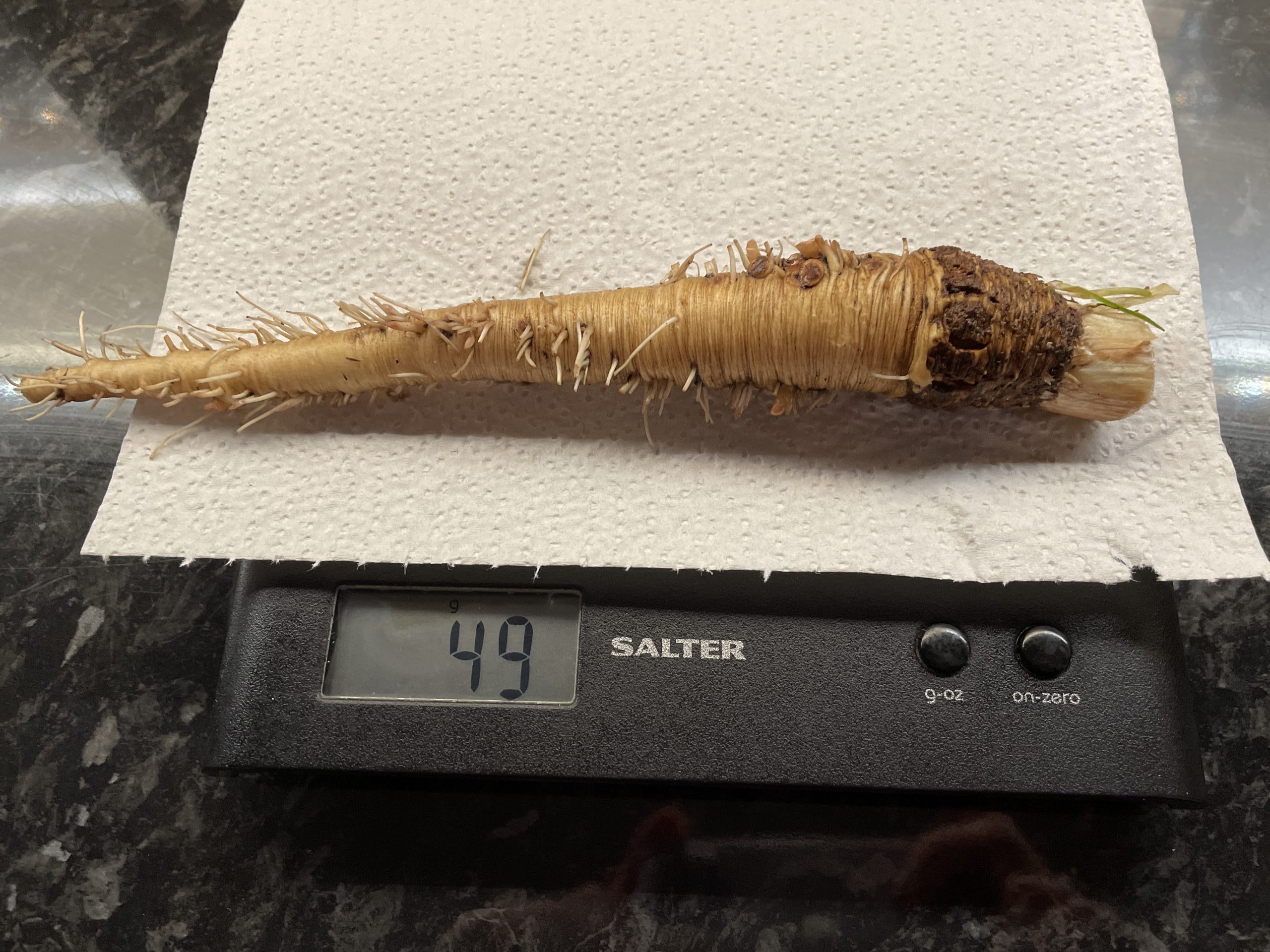 salsify root after cleaning (5/2/22)