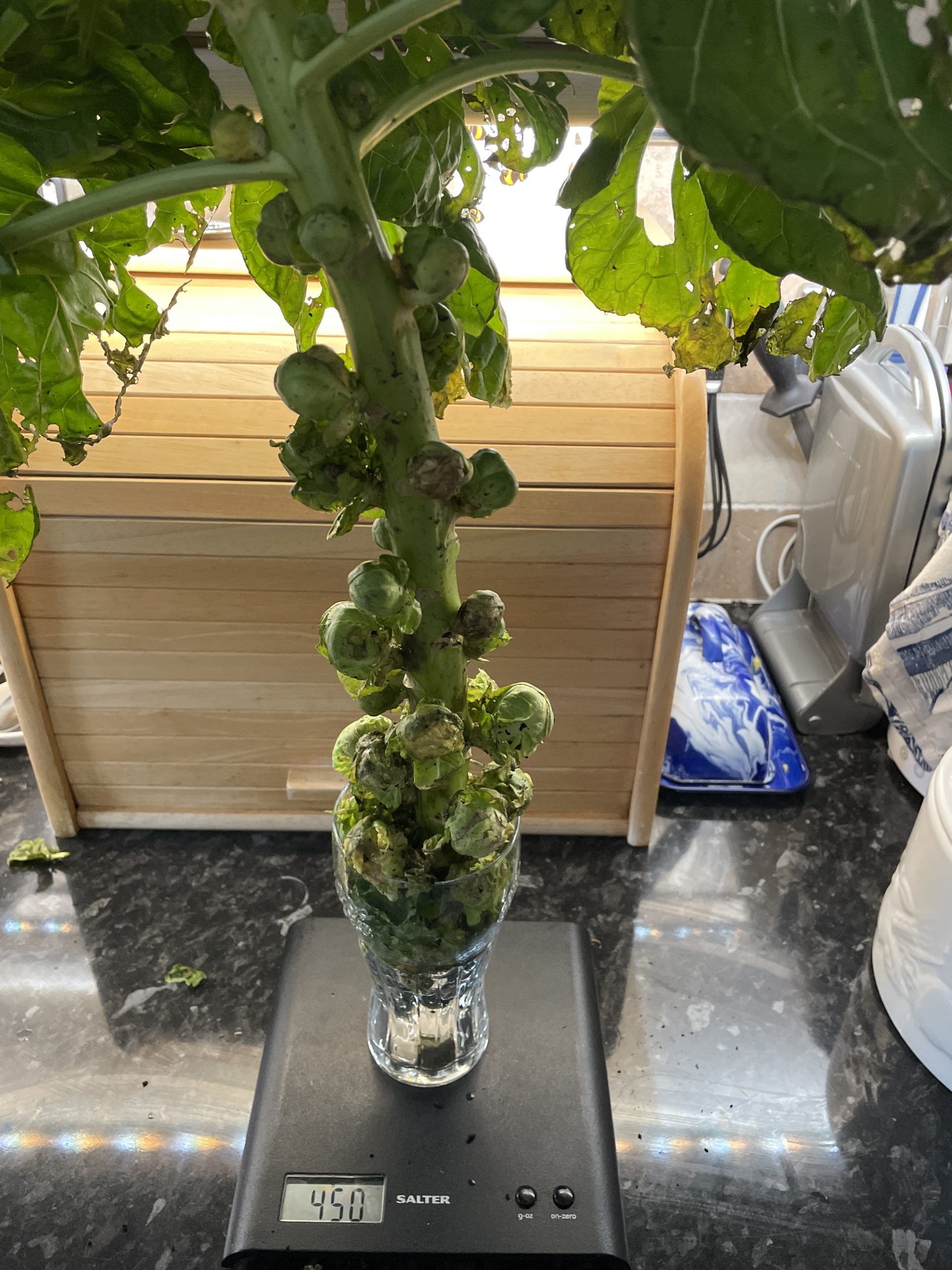 Brussel sprout stem harvested (6/2/22)