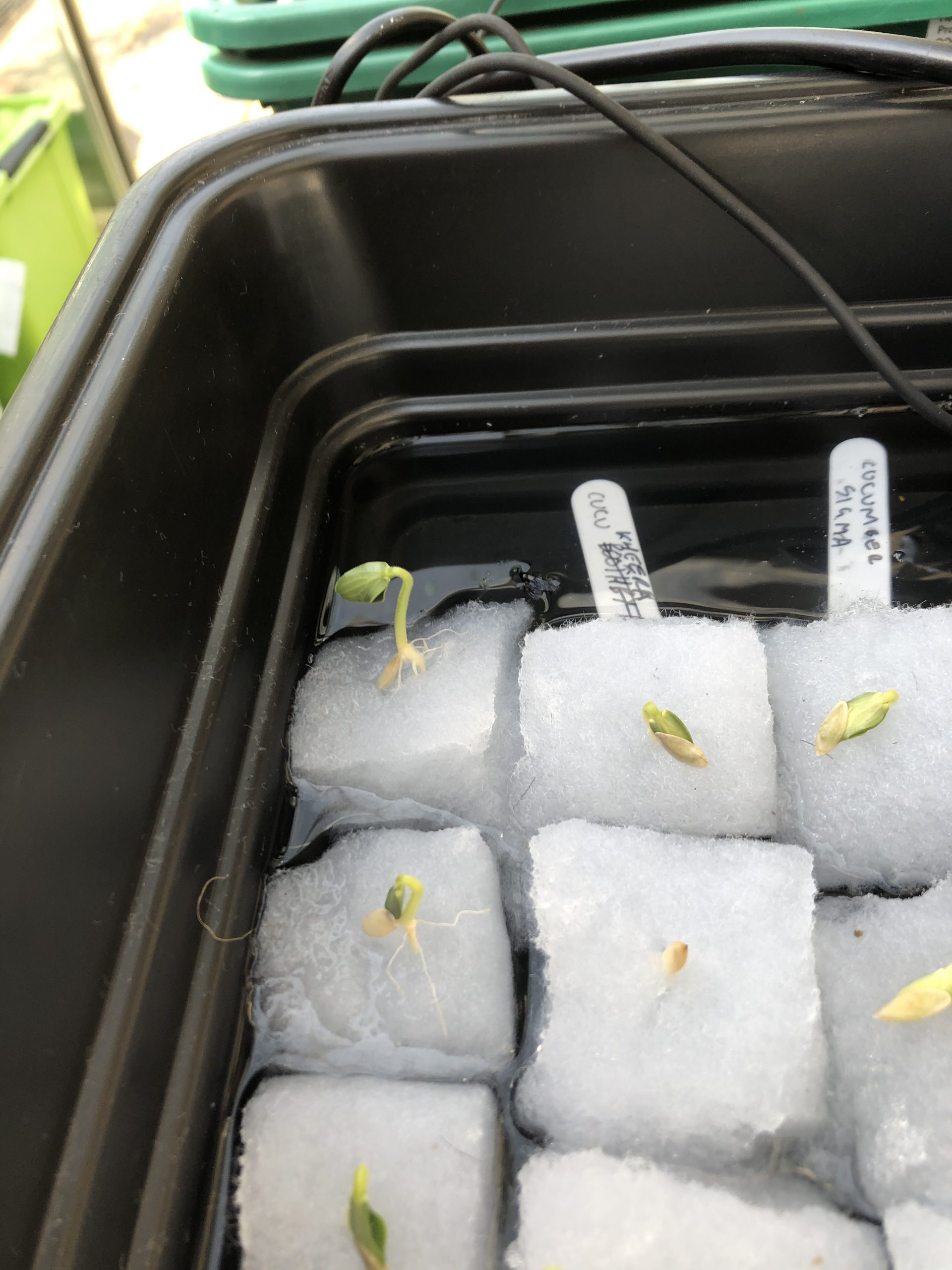cucumber seeds developing in water 11/4/20