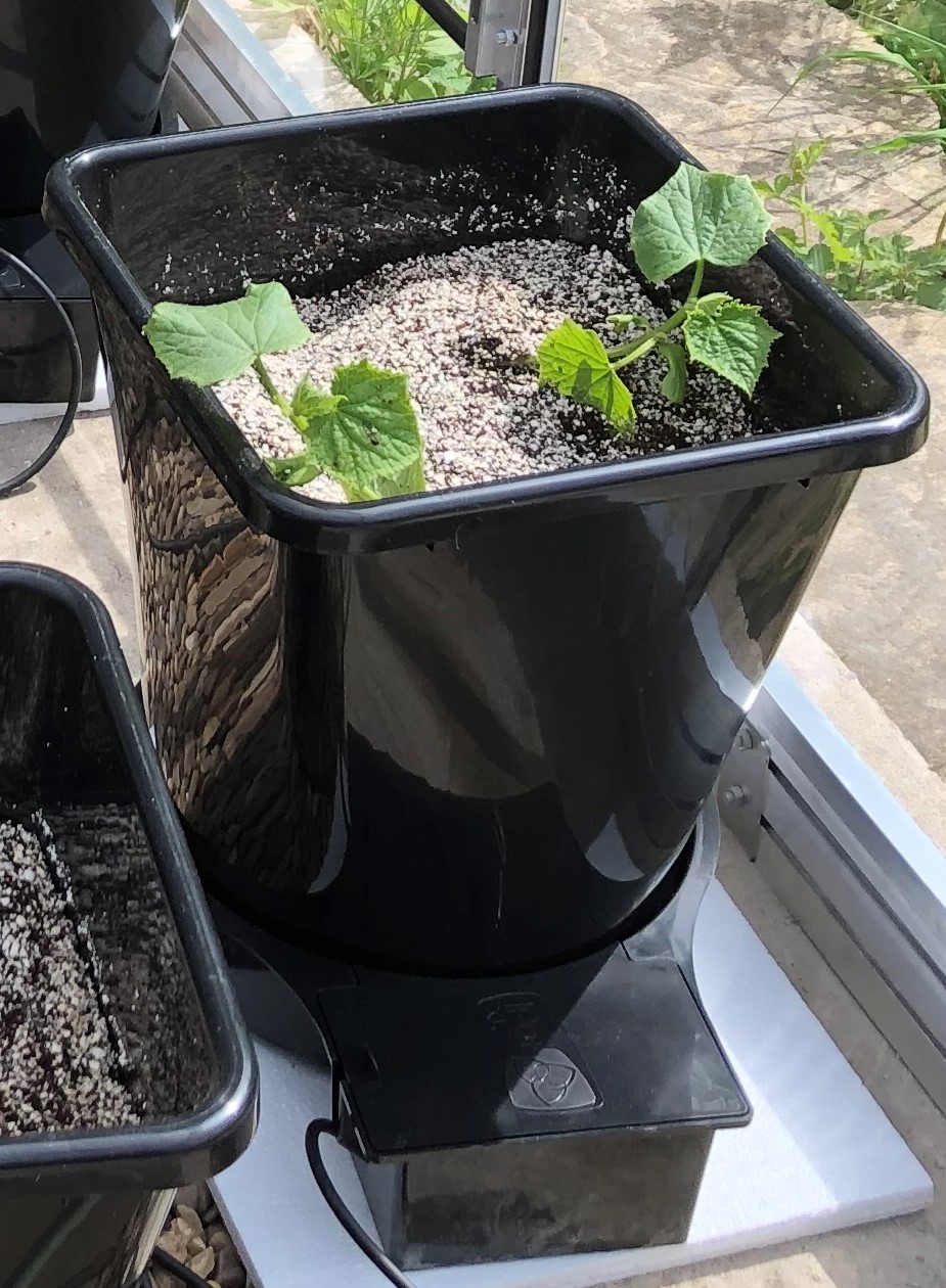 Cucumber seedlings planted in Autopots 17/5/20