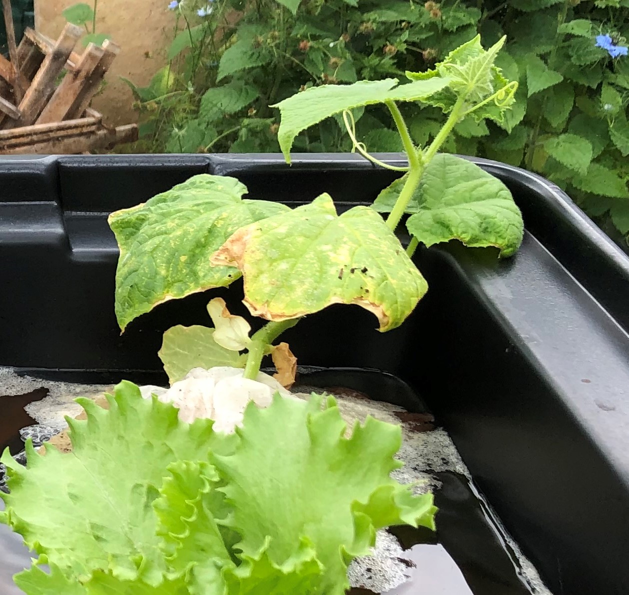 cucumber plant moved to hydroponic tank 6/6/20