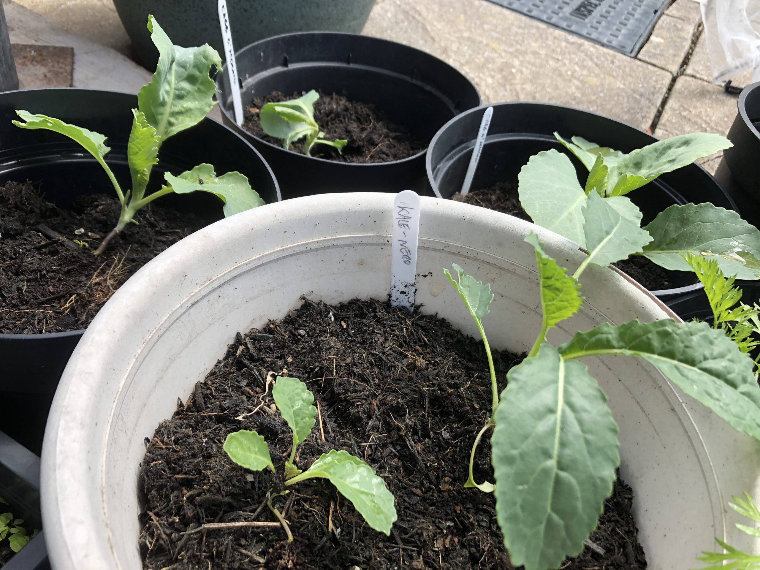kale seedlings 7/6/20