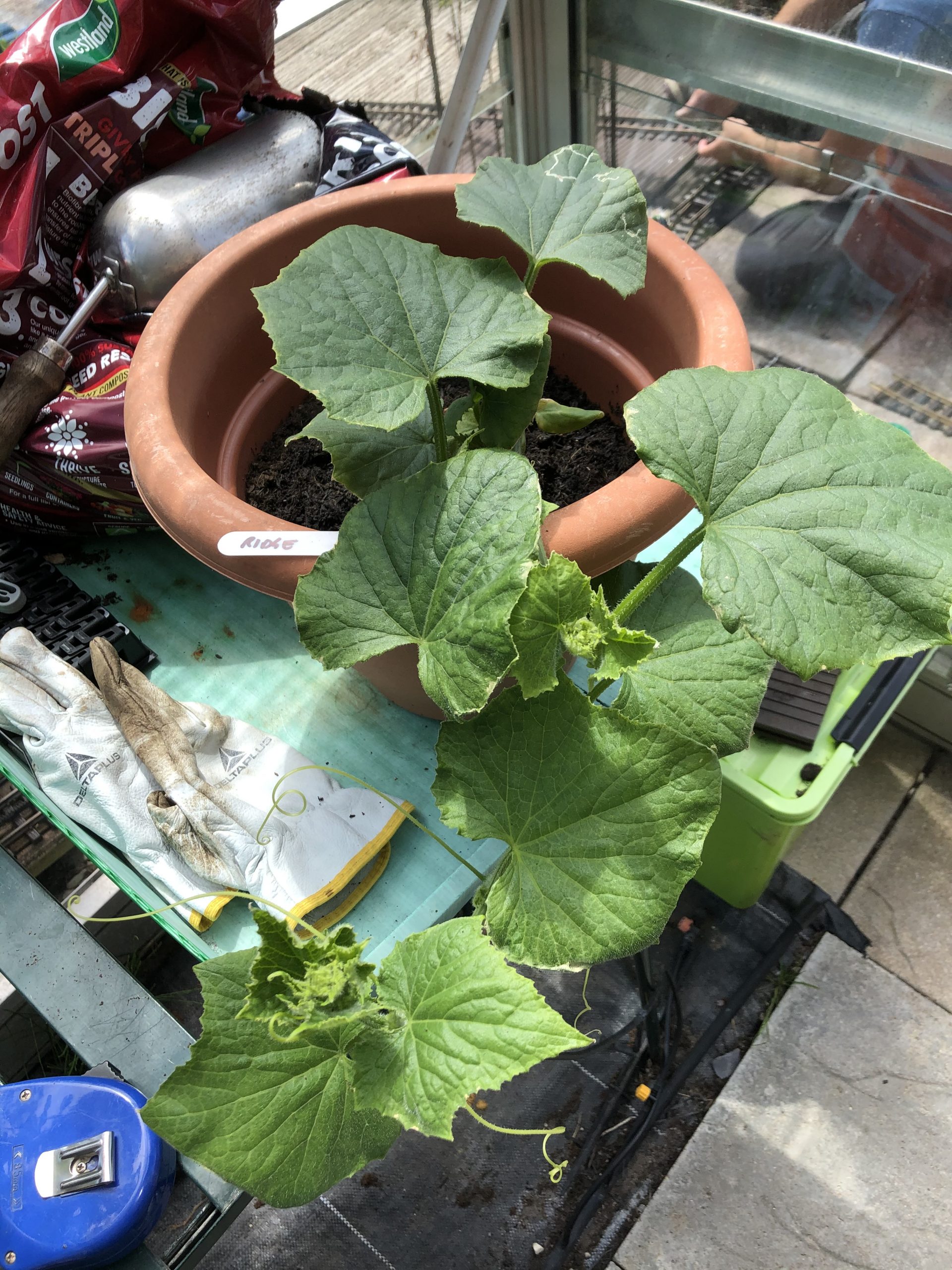 ridge cucumber growing in pot 7/6/20