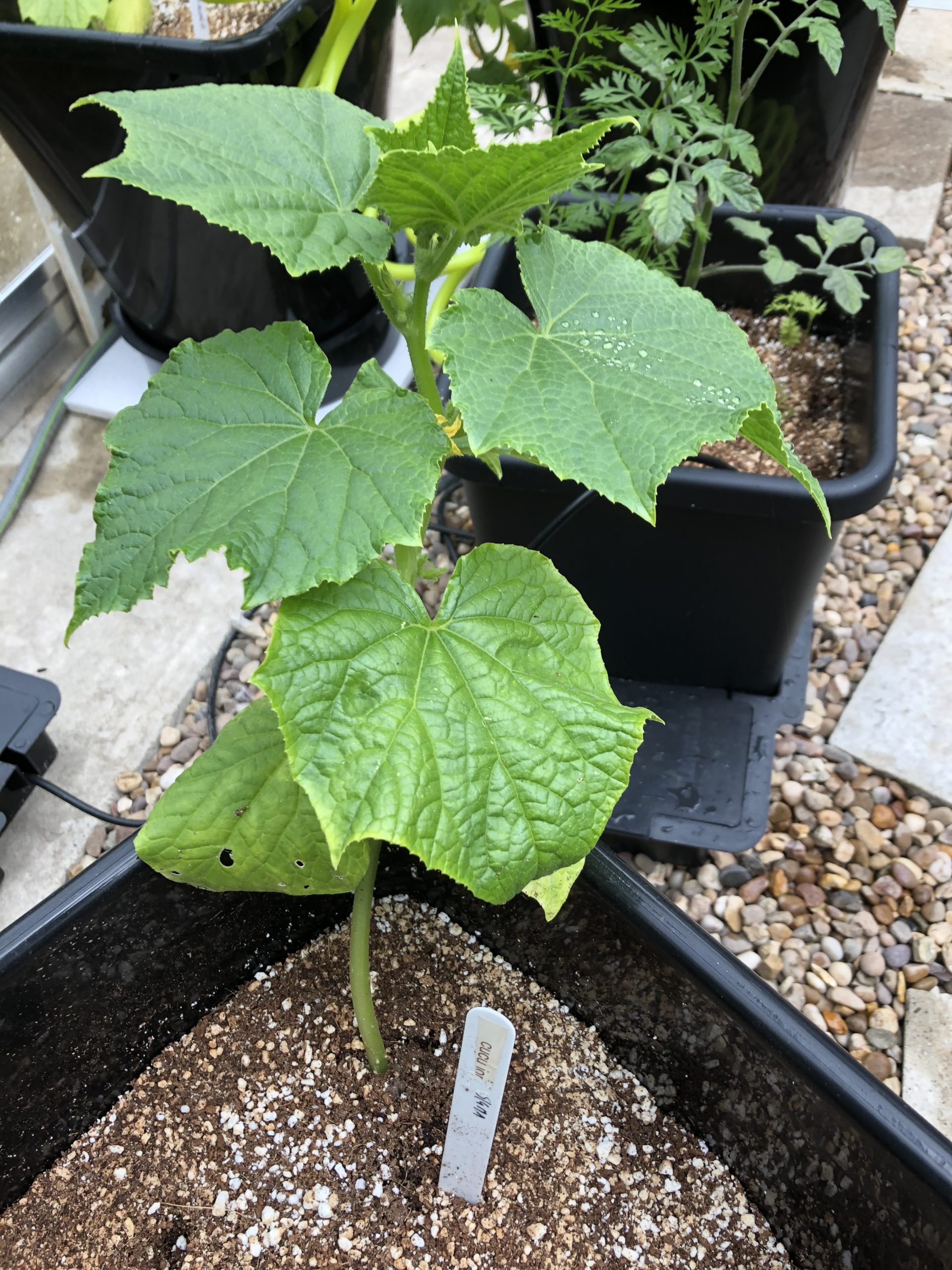 Sigmadew cucumber plant - 13/6/21