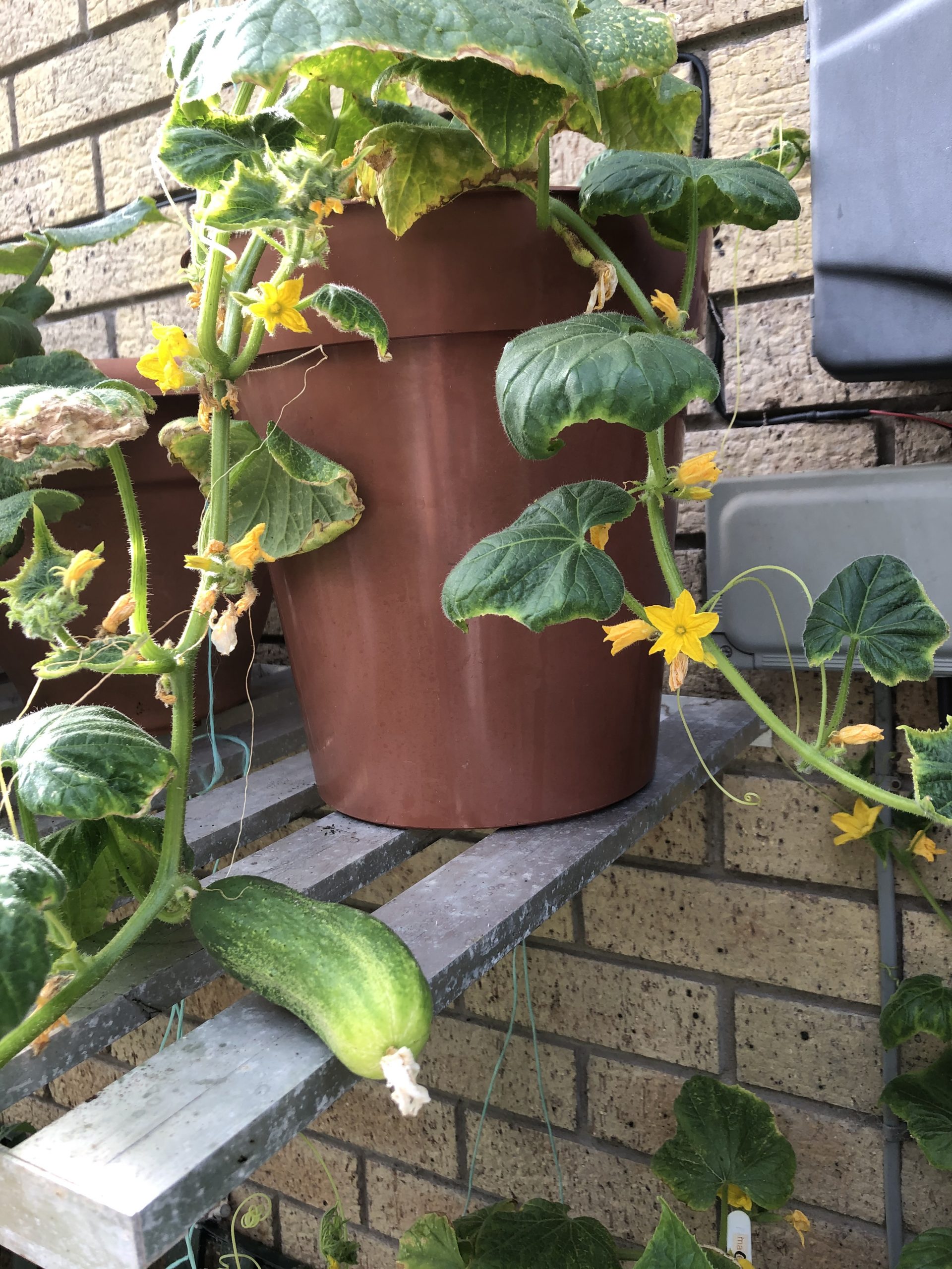 cucumber plant flowering and fruit developing 19/6/20
