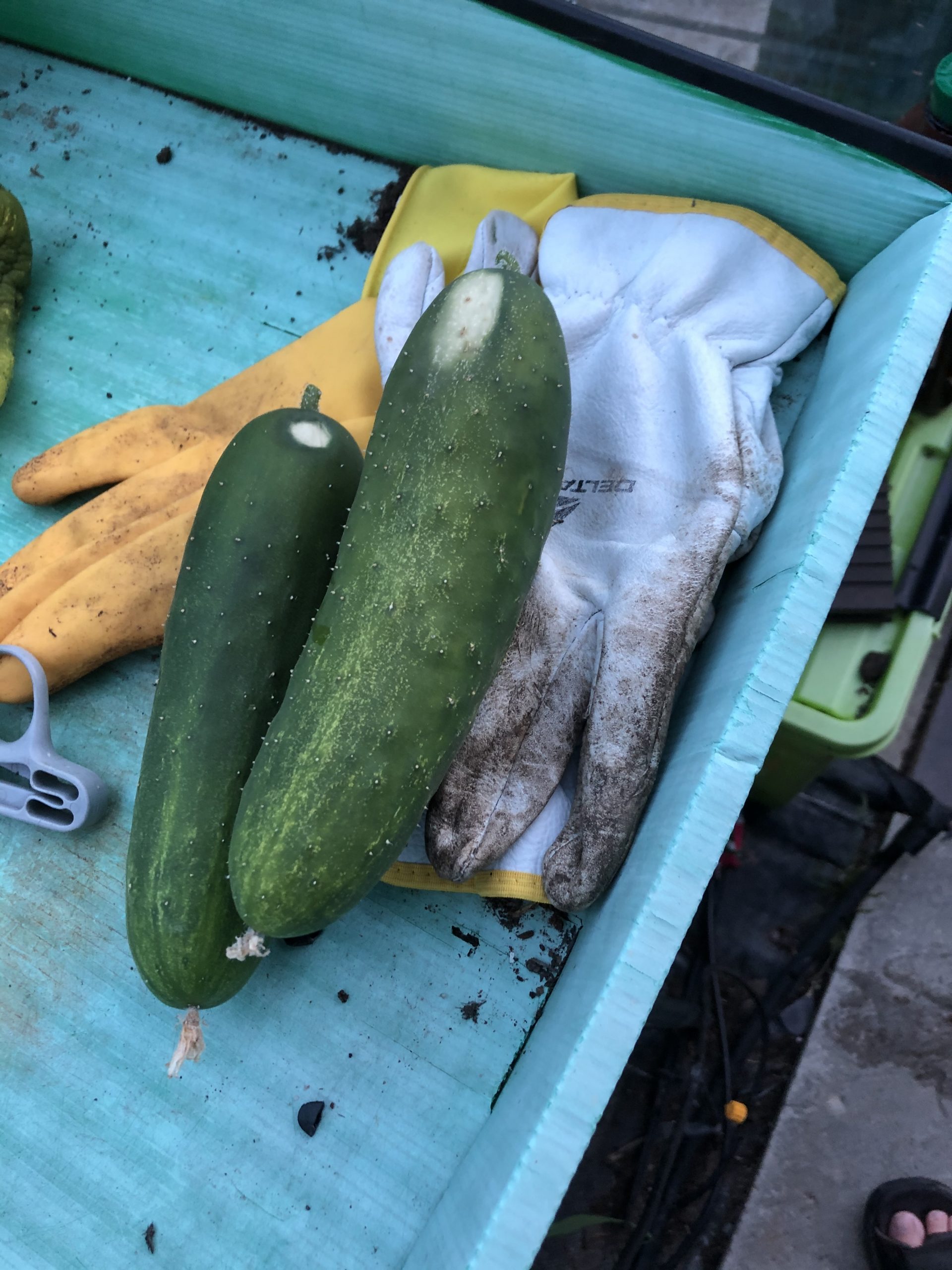 ridge cucumber fruit with white patches 25/6/20