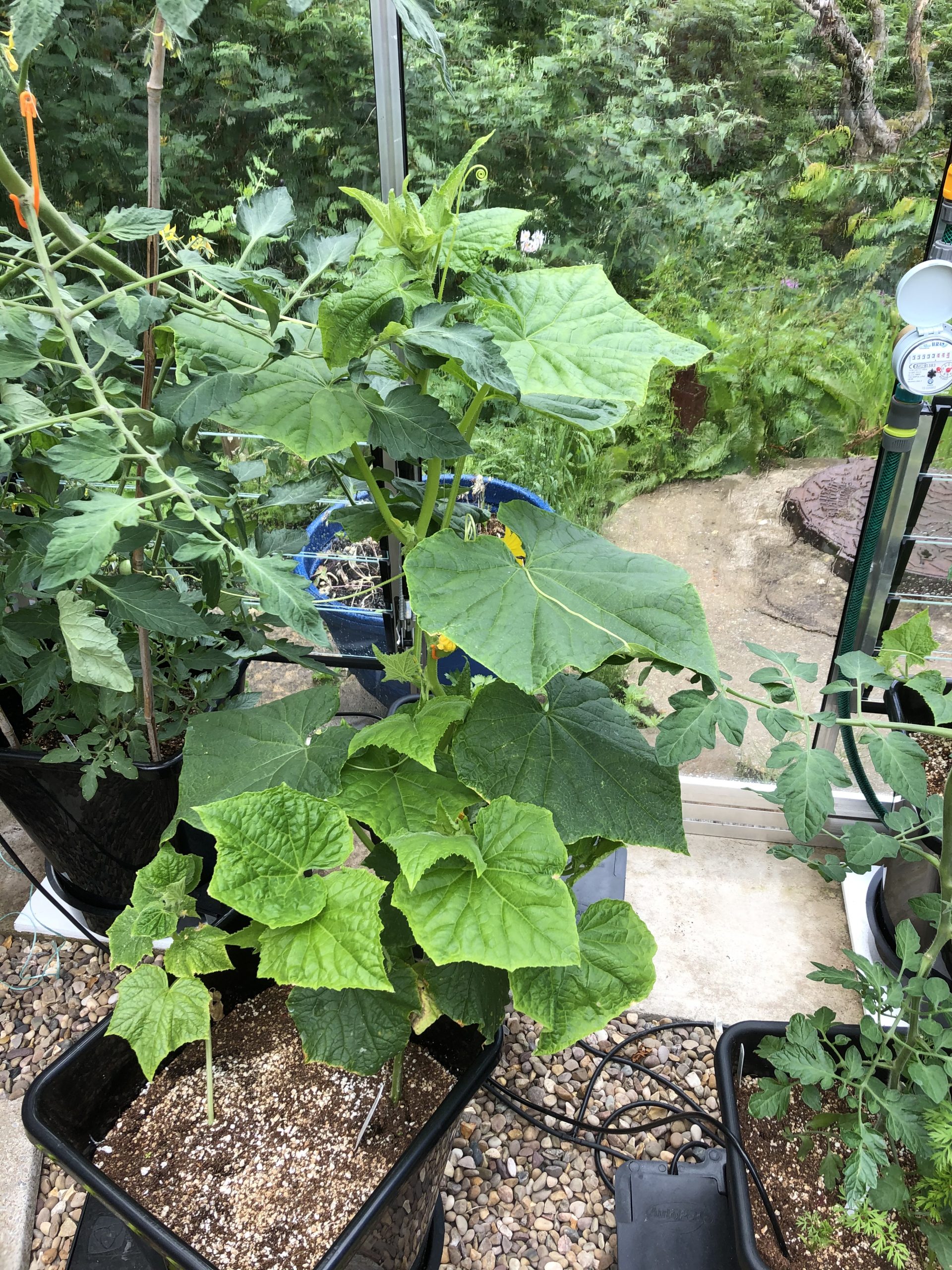 cucumber growing in autopot - 28/6/20