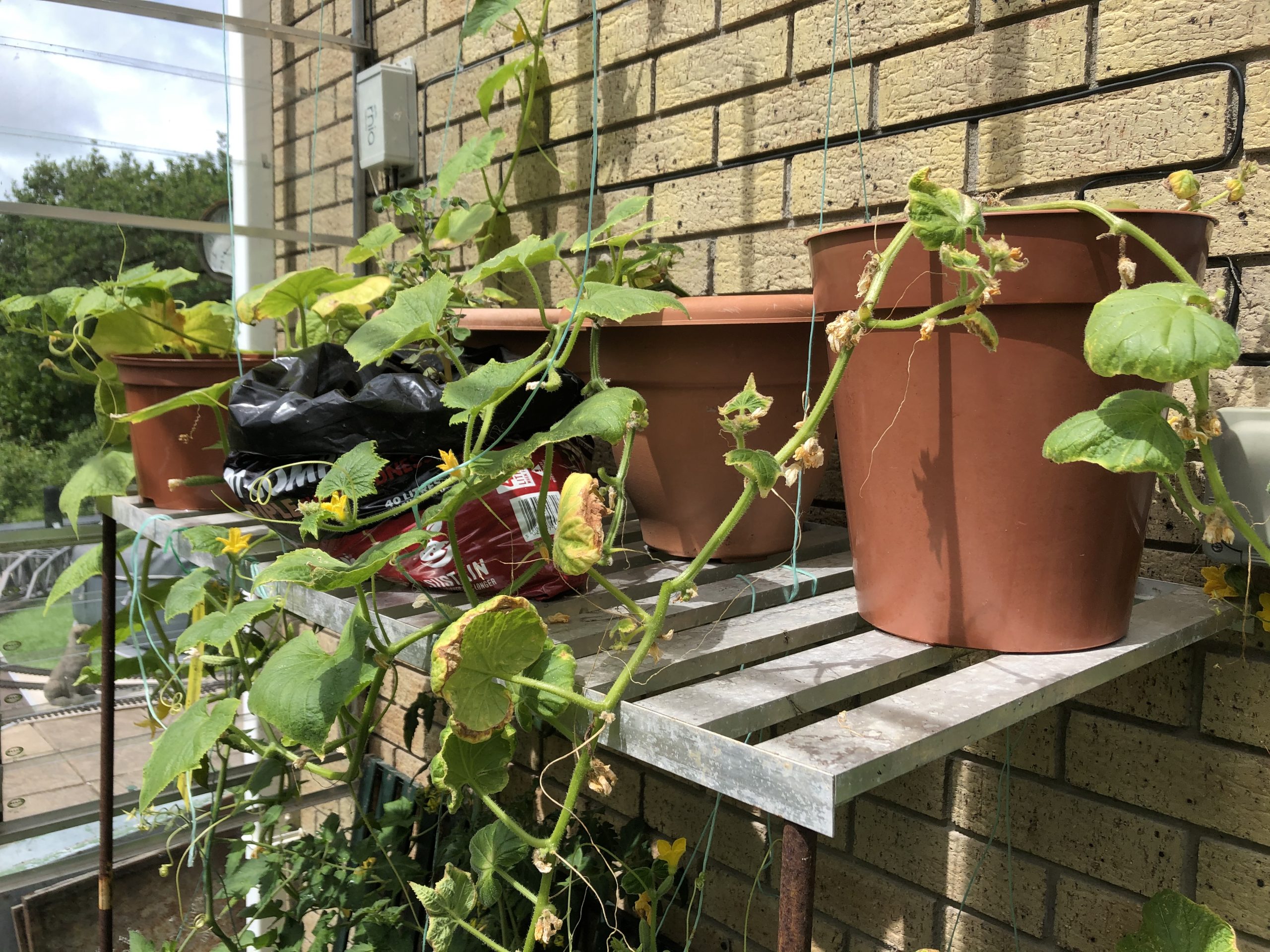 cucumber plants growing in pots 28/6/20