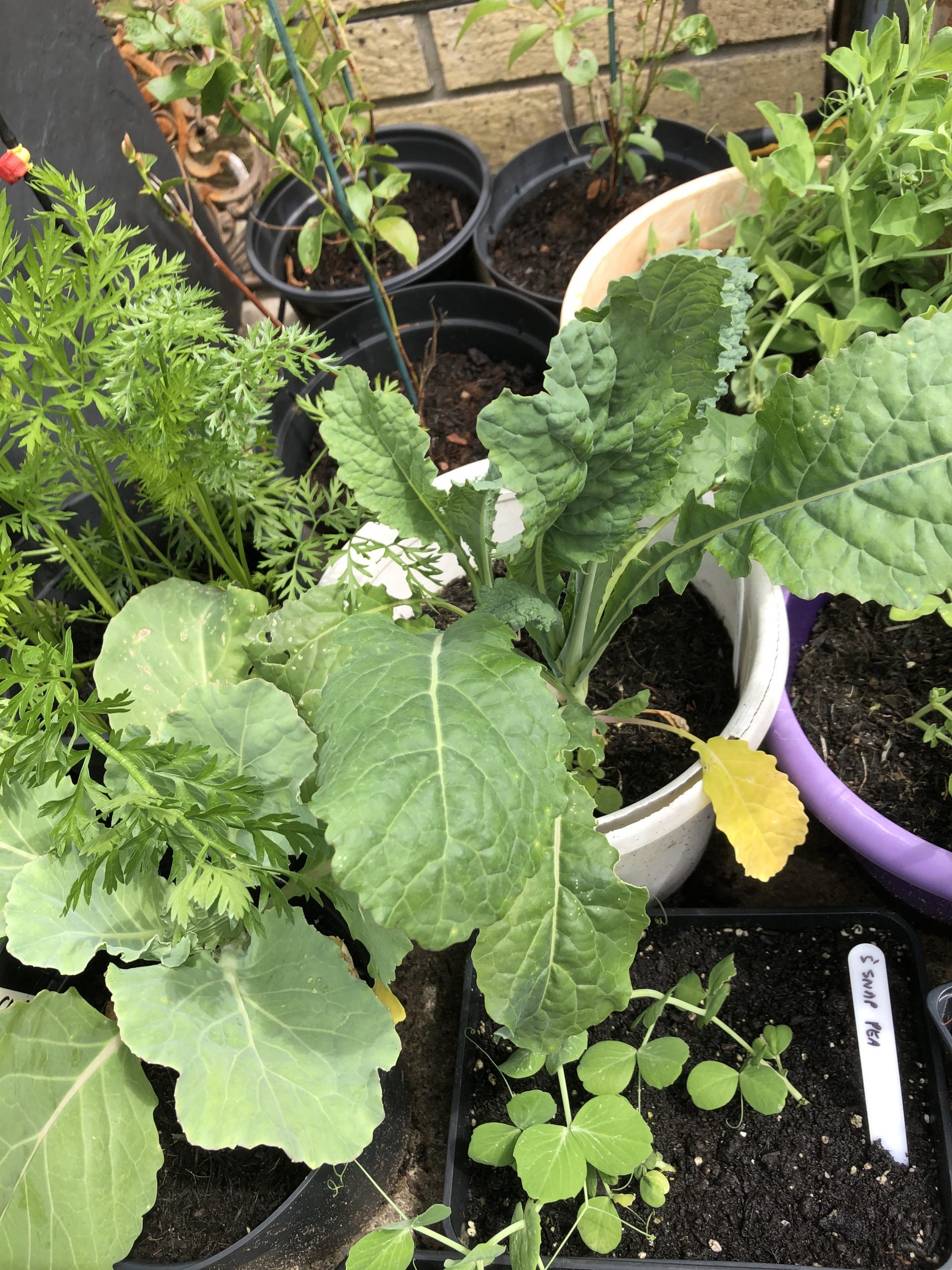 kale plant growing 28/6/20