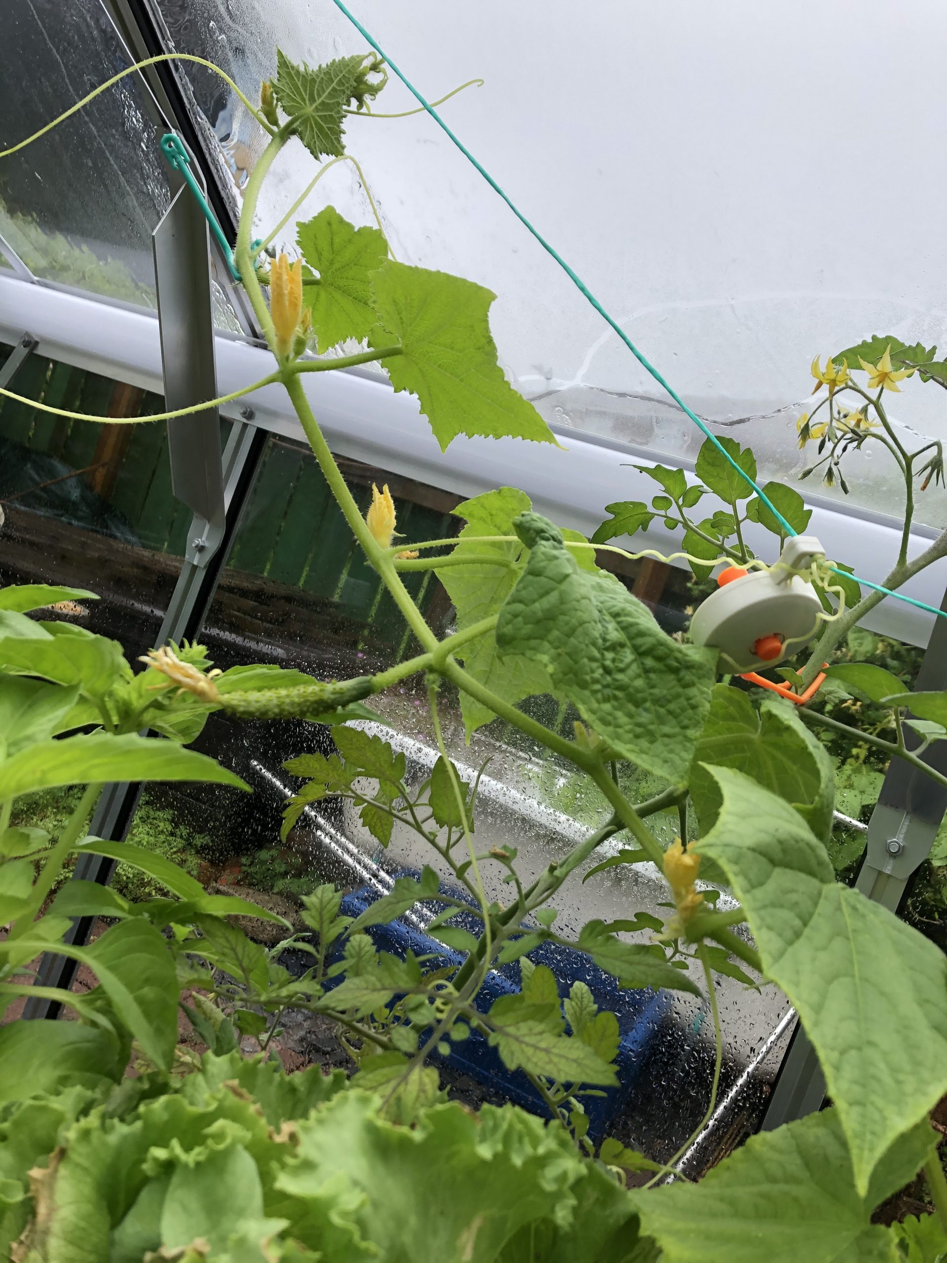 King Ridge cucumber flowering - hydroponics - 4/7/20