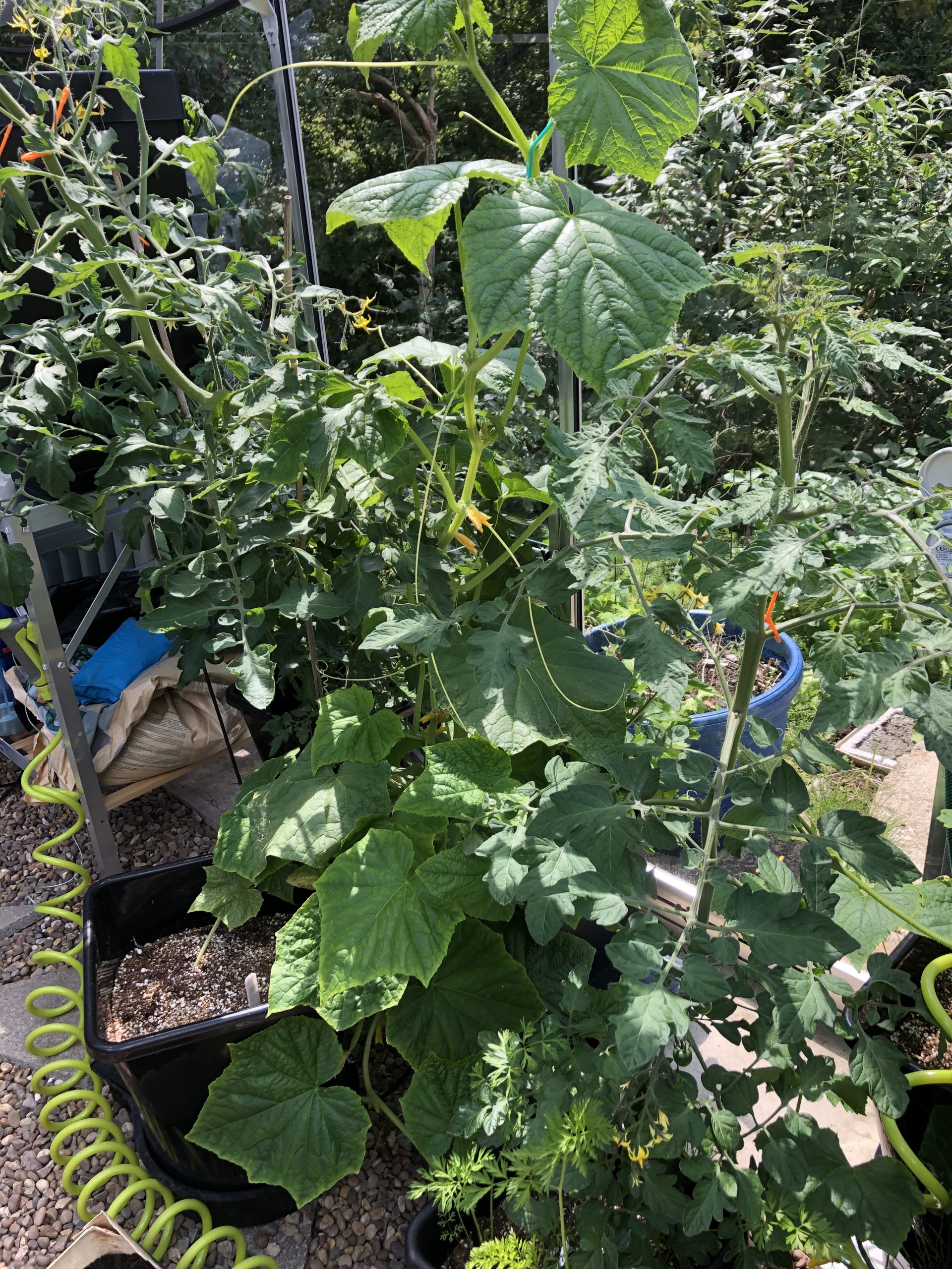 cucumber growing in autopot - 11/7/20