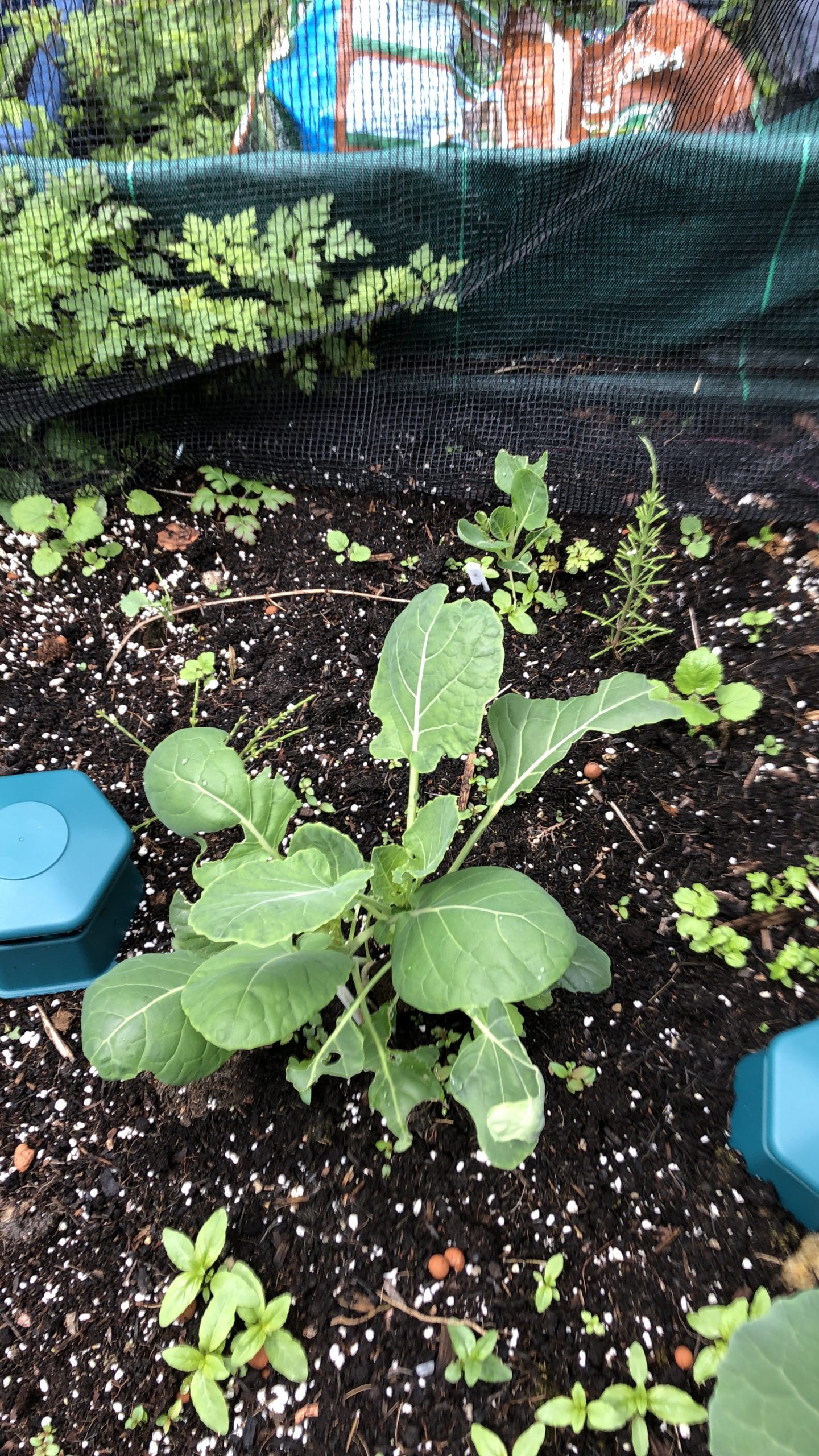 Brussel sprouts growing (26/6/21)
