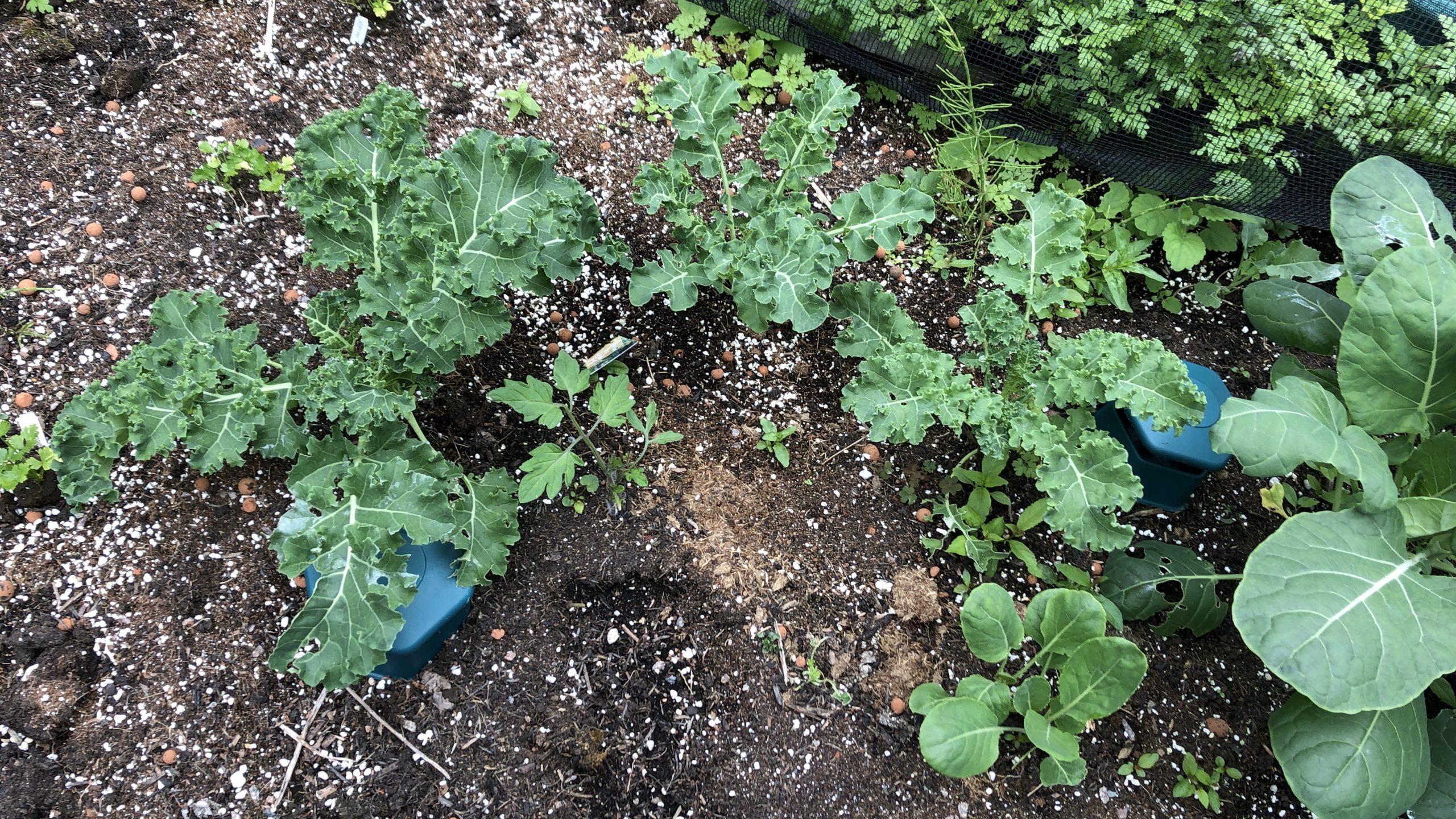 kale plants developing 9/7/21