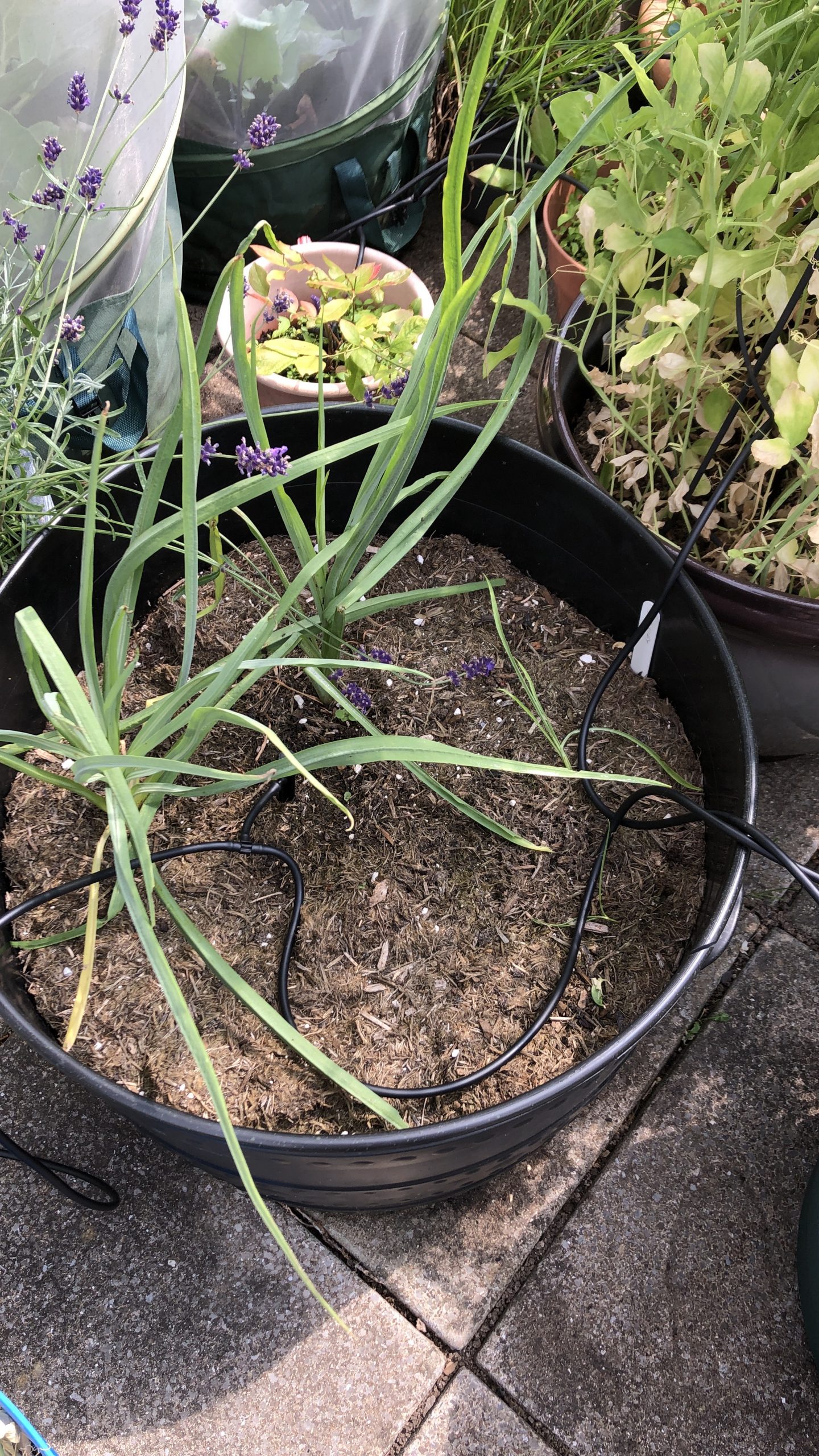 salsify plants growing 25/7/21