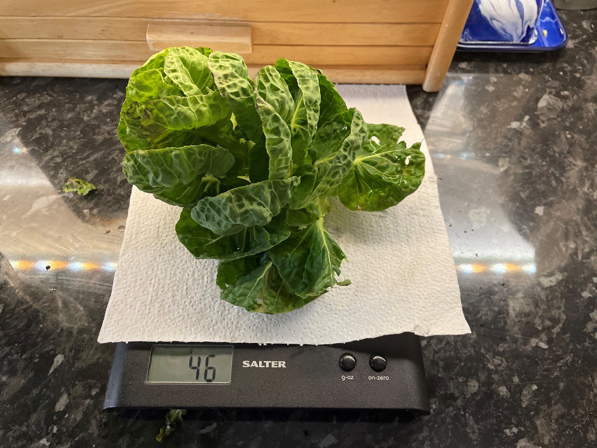 Brussel sprout "crown of leaves" harvested 5/2/22