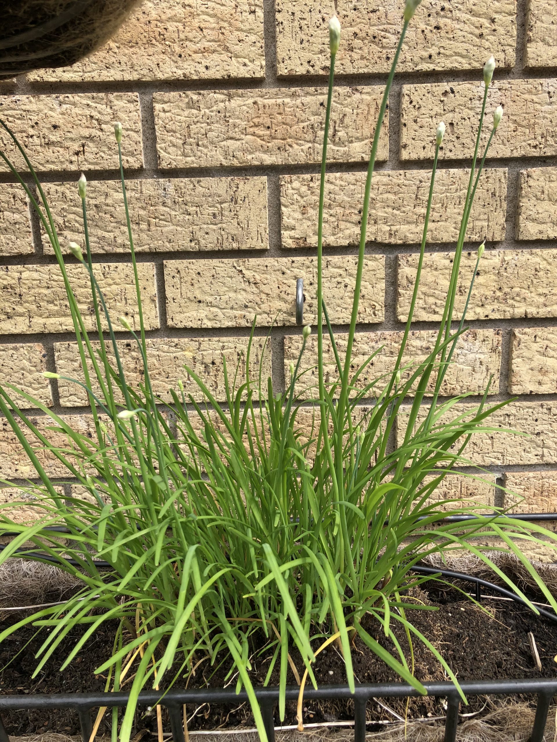Chinese chives in wall basket - 9/8/20