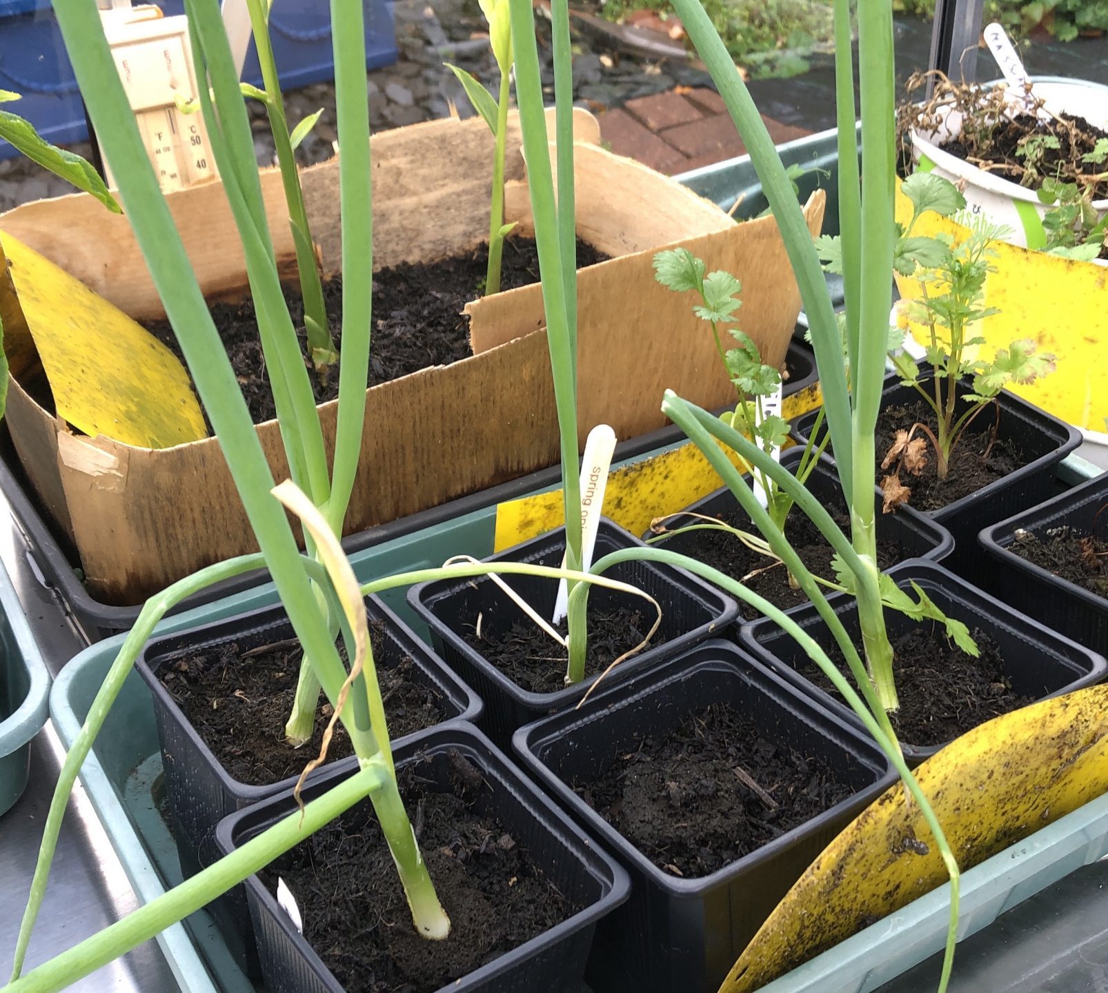 Spring onions growing in greenhouse - 31/10/20