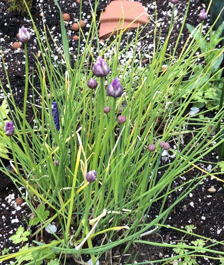Chives growing in ground 9/5/21 - buds opening