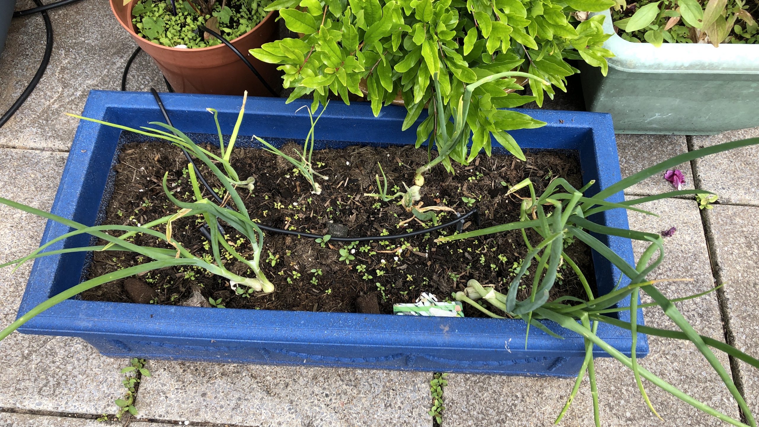 Spring onions growing outdoors - 25/7/21