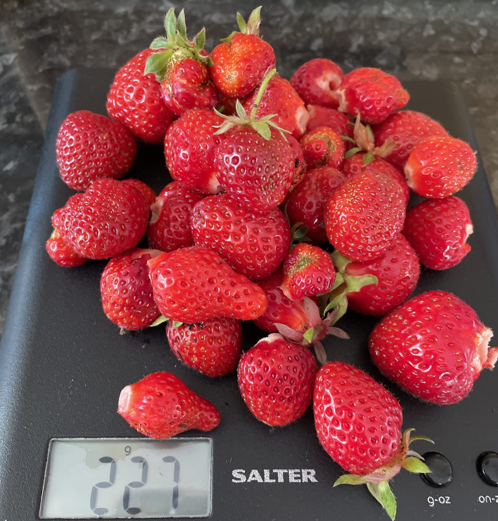 Strawberry harvest on 22nd June 2022
