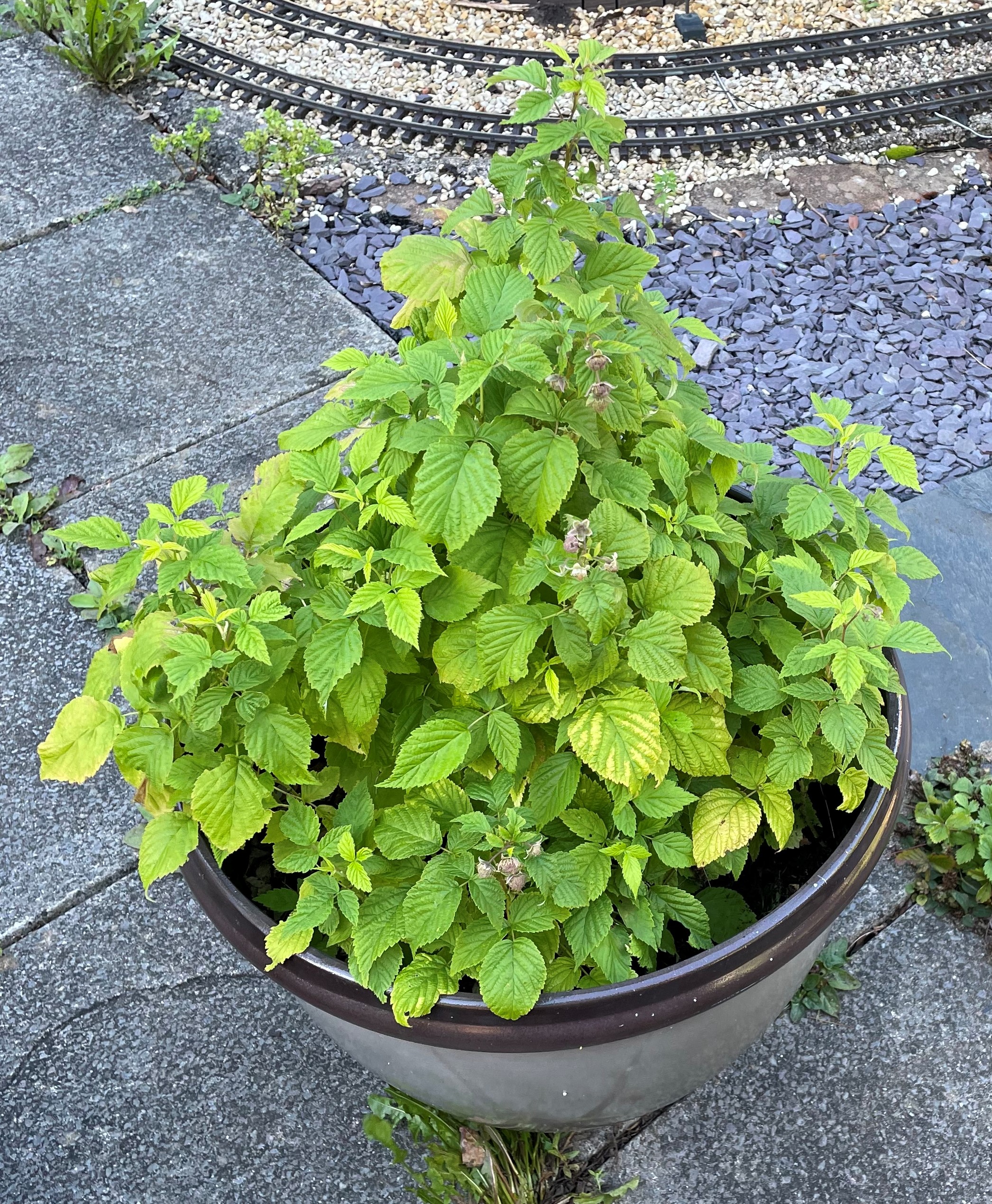 Patio raspberry plant in a pot