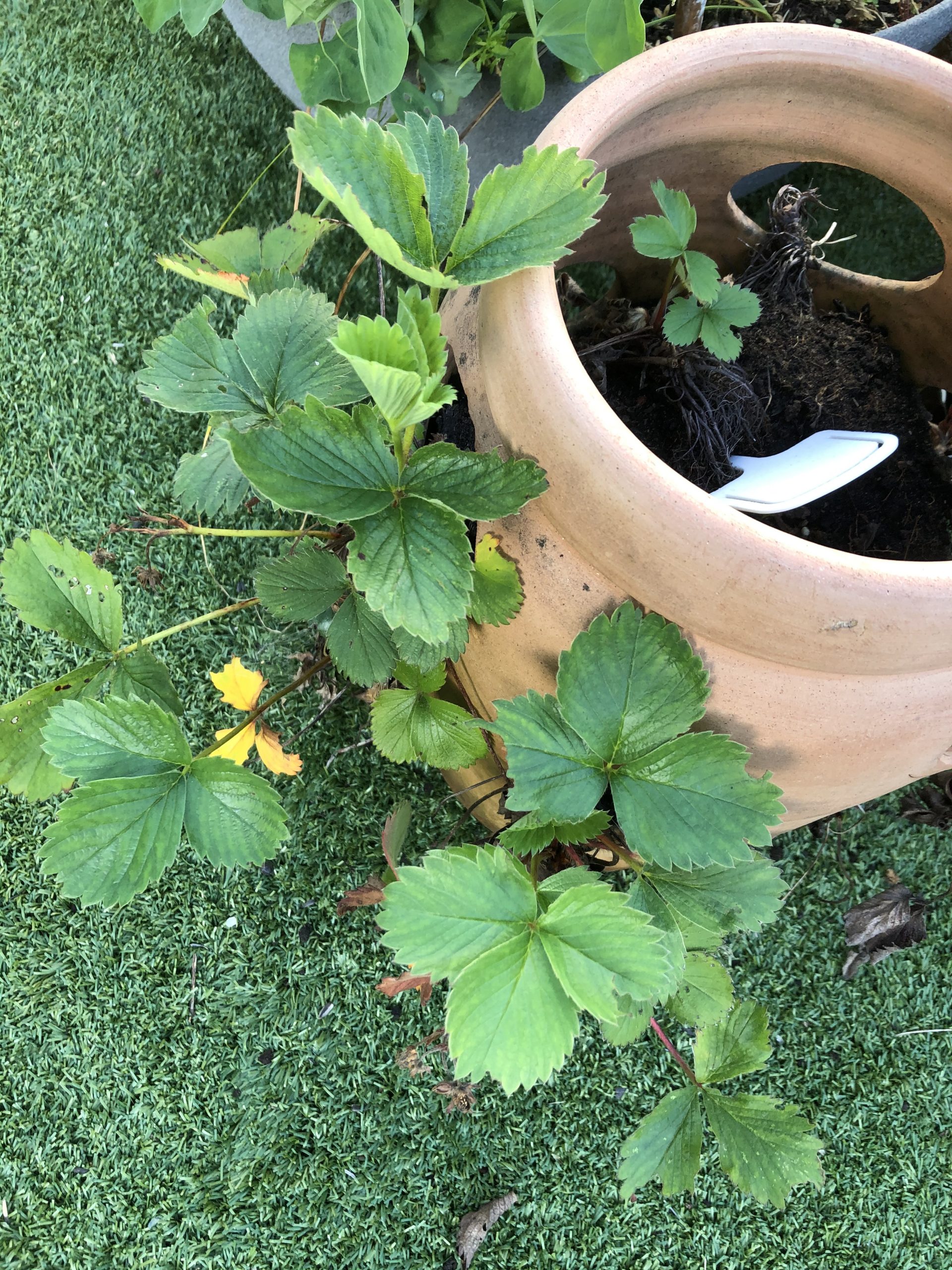 trying to grow strawberries in a strawberry pot - compost being wash out when watering plants