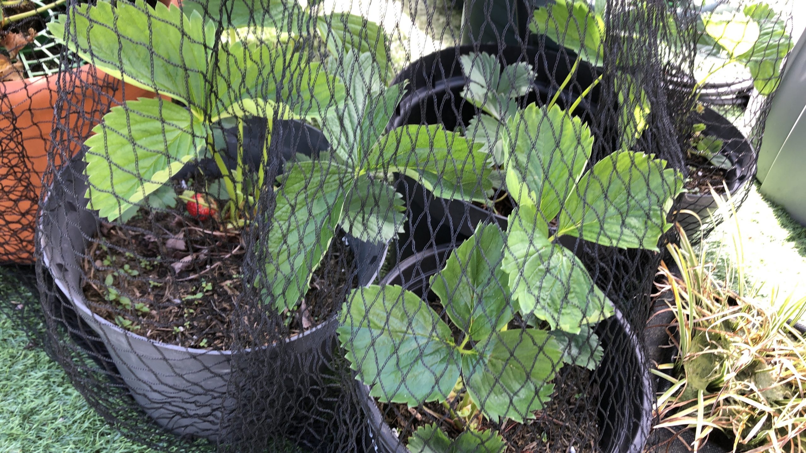 strawberries growing in pots protected by a net