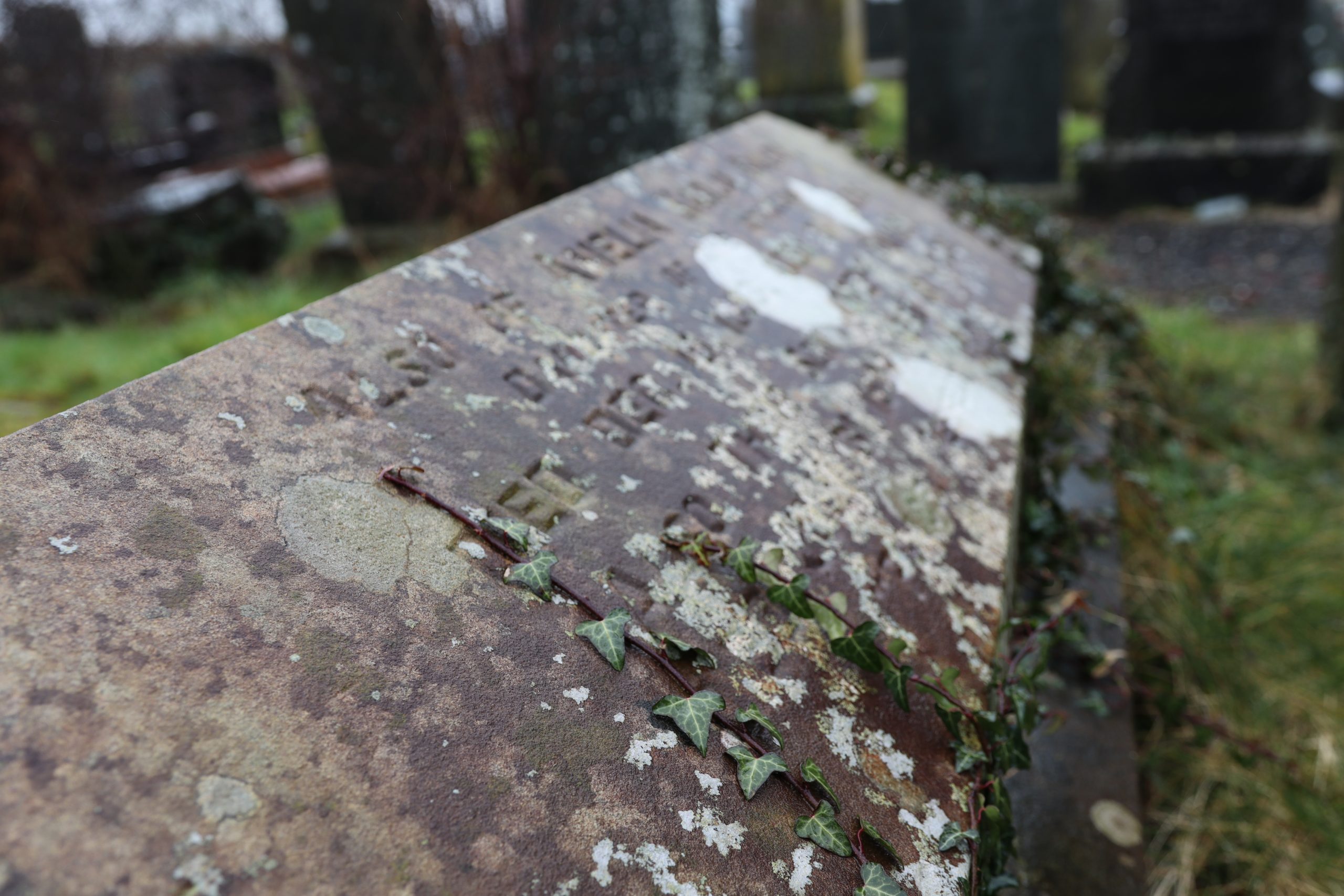 Ivy grows up the gravestone for Amelia Buksh, with spots of lichen and other erosion. Trees in the back left.