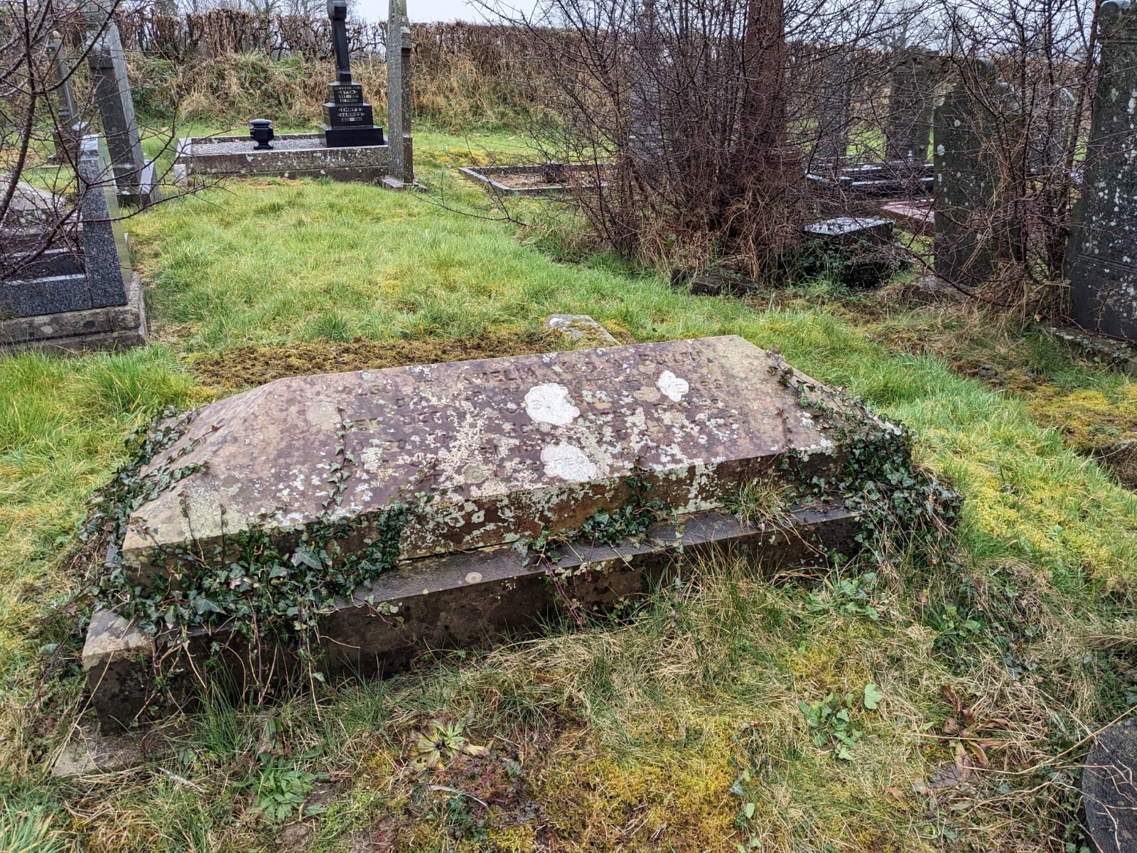 A concrete grave covering, covered in lichen and ivy, amidst green grass and bare trees in a church cemetery.