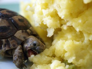 tortoise-mashed-potato