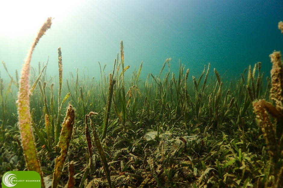 Seagrass meadows across the Wakatobi are threatened by a host of factors. Overfishing has left many meadows lifeless.