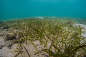 Although the seagrass meadows were extensive, they were void of any signs of life.