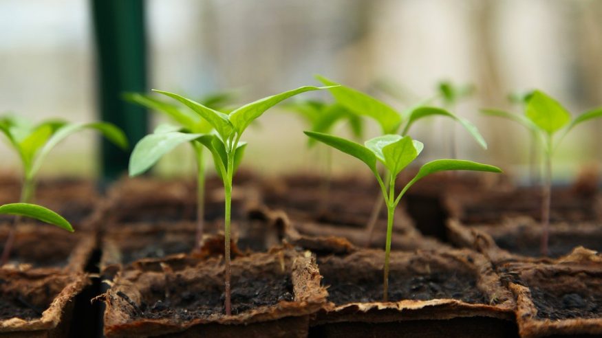 Plants growing in soil