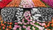 Not just pretty colours: Using colour and contrast inclusively