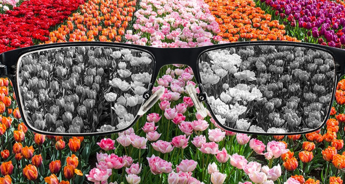 Glasses over a colorful tulip field; flowers appear grayscale through the lenses illustrative of colour related vision impairments