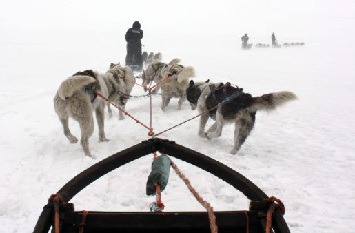 Enduring and utilising the cold: Mushing (dog sledding) in the Svalbard region. © Ilan Kelman