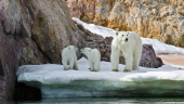 Polar bear microbiota in a changing world