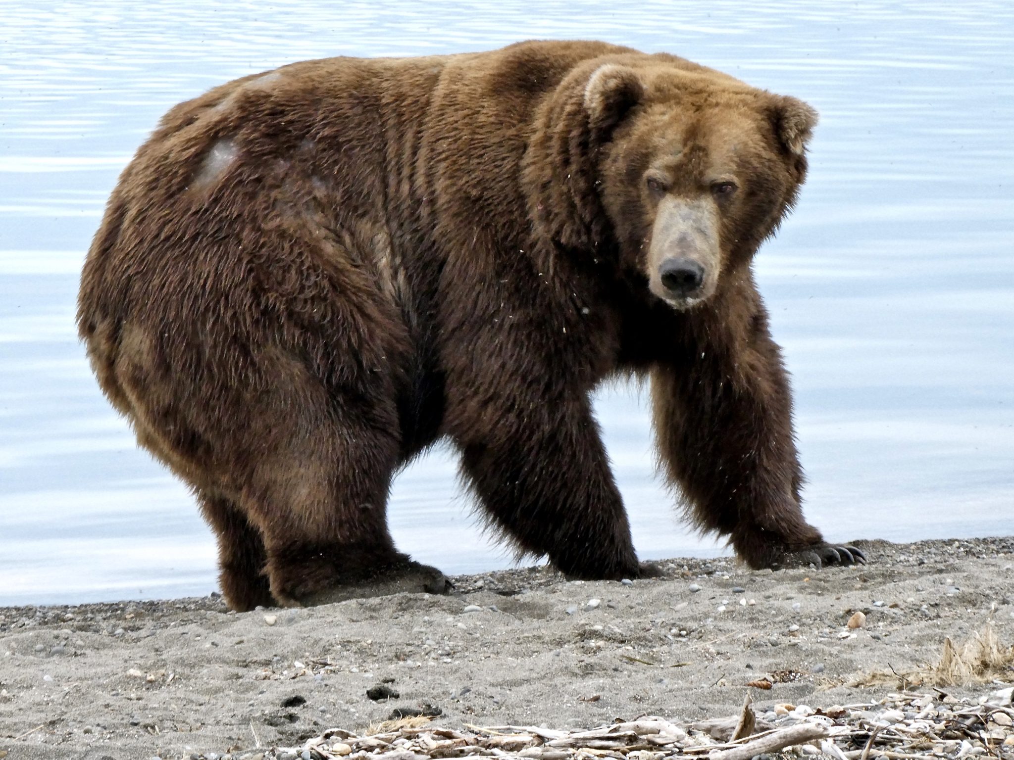 Бурый медведь зимой. Fat Bear. Катмай толстые медведи. Fattest Bear in Alaska.