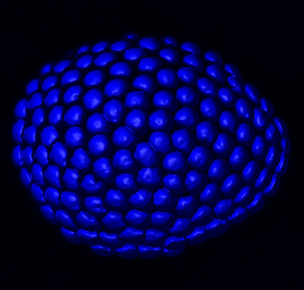 image of the compound eye of a ant