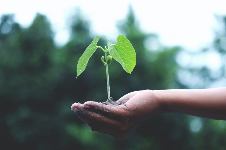 World Environment Day 2023 photo of plant held in a human hand